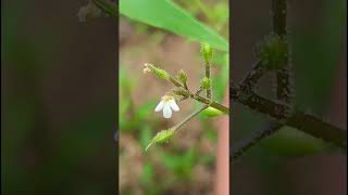 Lindernia viscosaLinderniacea family natureforestflower trending gardening natureforestflora [upl. by Einnoc]