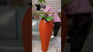 I Gave My Cat The Massive Scratcher 🥕 [upl. by Nywroc]