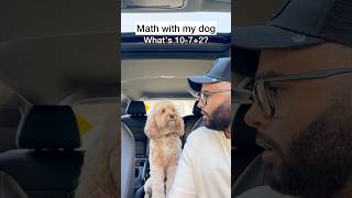 Mini Cockapoo Thinks Hard About These Math Questions 😳 [upl. by Saerdna333]