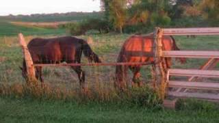 10 Equine Behaviors Explained by Dr Robert M Miller [upl. by Francklyn490]