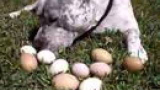 PitBull and Easter Eggs Pit Bull Sharky and Chicks wwwHelensPetscom [upl. by Aramois]