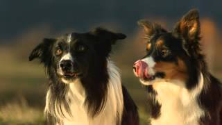 Border Collies Kissing [upl. by Salvatore]