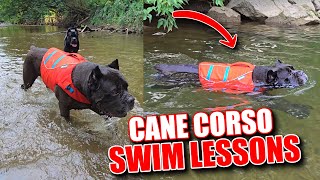 Cane Corso Swim Lessons  Dog Squad Walk amp Talk [upl. by Namrehs]