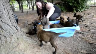 Chiots Berger Malinois âgés de 40 jours  Elevage Gaia Vlka [upl. by Stephanie154]