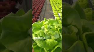 Boston butterhead lettuce 🥬🥬 boston lettuce hydroponics leafyvegitables soilless farming [upl. by Aisetal]