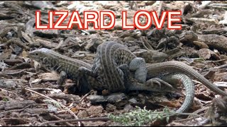 Whiptail Lizards Mating NARRATED [upl. by Sipple281]