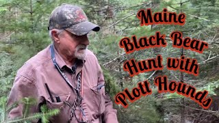 Maine Black Bear Hunt with Plott Hounds Treed [upl. by Adelaide]