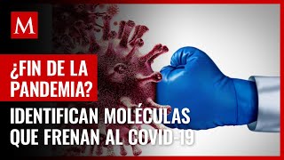 ¿Ya no habrá contagios Identifican moléculas que frenan la entrada del covid19 en células [upl. by Aicargatla497]