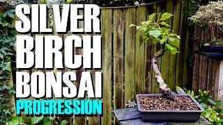 FOUR Silver Birch Bonsai Progressions [upl. by Shellans]