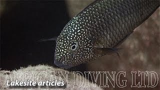 Lake Tanganyika Cichlids in the Wild HD 1080p [upl. by Alyehc]