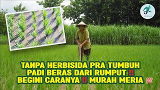 TANPA HERBISIDA PRA TUMBUH PADI BEBAS DARI RUMPUT‼️BEGINI CARANYA‼️MURAH MERIAH💯 [upl. by Aicenad743]