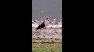 Marabou Stork and Flamingos shorts [upl. by Benny492]