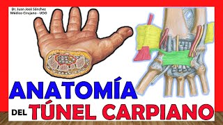 🥇 Anatomía del TÚNEL CARPIANO Límites Contenido Ligamentos [upl. by Ahsiyt]