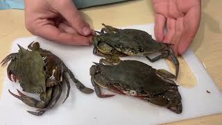 How to Rig Soft Crab and Peeler Crab [upl. by Prochoras]