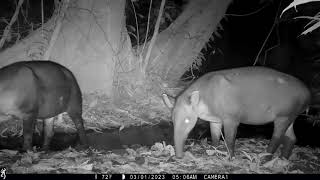 Camera trap footage of a breeding pair of Bairds Tapirs plus a lone male  March 1 to March 8 2023 [upl. by Ahsekahs]