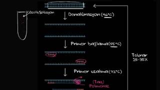 Polimeraz Zincir Reaksiyonu  PCR Biyoloji  Biyomoleküller [upl. by Teriann]