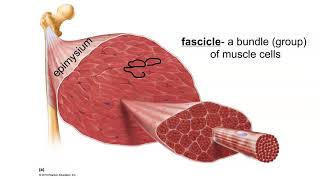 Layers of Connective Tissue in Skeletal Muscle [upl. by Timms606]