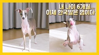 This Dog Never Barks Italian Greyhound Morning Routine Vlog [upl. by Bradleigh]