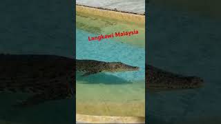 langkawi malasiya malasia langkawitrip travel traveling travelvlog asia animals adventure [upl. by Eynttirb]