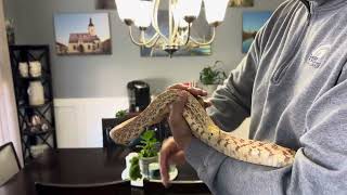 My Bullsnake Pituophis catenifer sayi [upl. by Friend669]