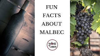 Fun facts about Malbec French vs Argentinian Malbec  WineTuber [upl. by Dorrie]