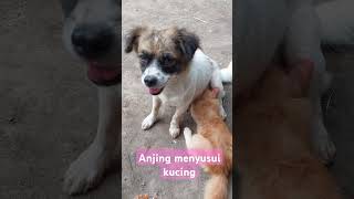 Anjing menyusui kucing song disinihatikumerasatenang funny anjinglucu kucinglucu unikdanlucu [upl. by Anilehs]