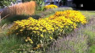 Rudbeckia fulgida sullivantii Goldsturm  Black Eyed Susan [upl. by Nolur124]