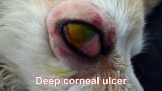 Third eyelid flap for the treatment of corneal ulcer [upl. by Leraj]