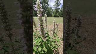 Pollinators Love This Plant agastache bees butterflies pollinators [upl. by Gipson]