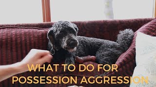 Dog Possession Aggression What To Do [upl. by Aseuqram]