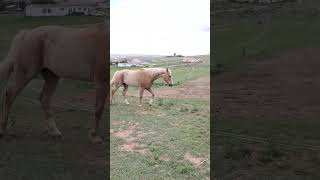 Trotting back into the drylot 💗 horse horses farm ranch wyoming horselover [upl. by Gnouh]