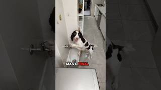 ELE FAZ ALGO INACREDITÁVEL SEMPRE QUE VOLTA DO PASSEIO 😂 shorts animal [upl. by Kutzer544]