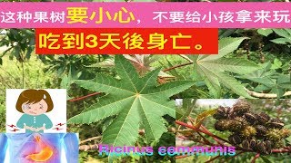 蓖麻的功效与作用Ricinus communis health benefitsmanfaat daun jaraK [upl. by Rubio]