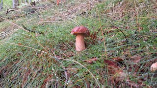 Primero boletus aestivalis o reticulatus de septiembre 2024 NORTE DE NAVARRA [upl. by Baruch8]