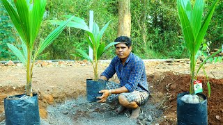 ഈ ലോക്ക് ഡൗണിൽ മനസിന് ഉന്മേഷം ലഭിക്കാൻ ഇങ്ങനെ ചെയ്യൂ  How To Plant Coconut Tree [upl. by Bencion]