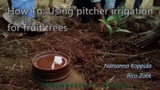 Permaculture DIY Using clay pot pitcher for fruit tree planting [upl. by Gaul]