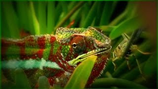 Chameleón jemenský  Chamaeleo calyptratus [upl. by Aihsatal317]