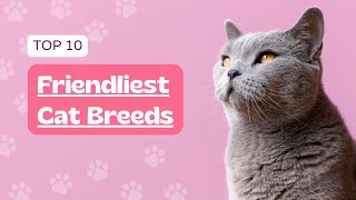 Top 10 Friendliest Cat Breeds [upl. by Mccreary170]