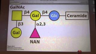 34 Kevin Aherns Biochemistry  Metabolism of Membrane Lipids [upl. by Illom]