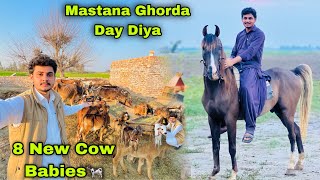 Mastana Ghorda Talha Ghouri Ko Day Diya  Hmari 8 Cows Nay New Bachy Diye 🐄😍 [upl. by Kimura]