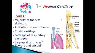 2020 Histology of cartilage part 1 hyaline cartilage [upl. by Almat]