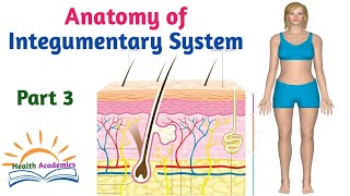 Anatomy of Integumentary System Helpful Video with Amharic Speech Part 3 [upl. by Arekat]