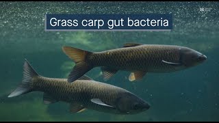 Multiomics uncovers the gut microbiota of grass carp [upl. by Kraft]