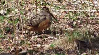 Woodcock and chicks [upl. by Ettennaej]