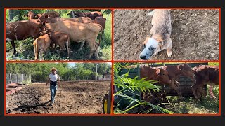 TRABAJANDO 3 DÍAS MOVIMIENTO DE GANADO la vida del rancho 🌿🌳🫏🐄🌧️✍️ranchero95 [upl. by Sperling875]