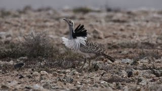 Houbara Bustard Display [upl. by Hasina]