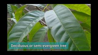 Annona reticulata  Ramphal  Bullocks Heart  WildSweetsop  रामफल  soursop [upl. by Ahsitul358]