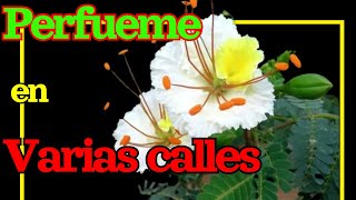 ☝🌺Cuales son los 7 árboles más hermosos con FLORES y sus nombres para el jardin 🌳 [upl. by Ysle]