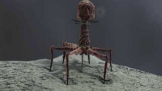 3d Demo Reel bacteriophage T4 and stereocilia  medical animation [upl. by Neillij]