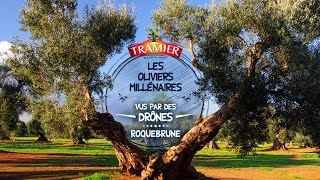 Les oliviers millénaires vus par des drones  Roquebrune [upl. by Ellenrahs93]